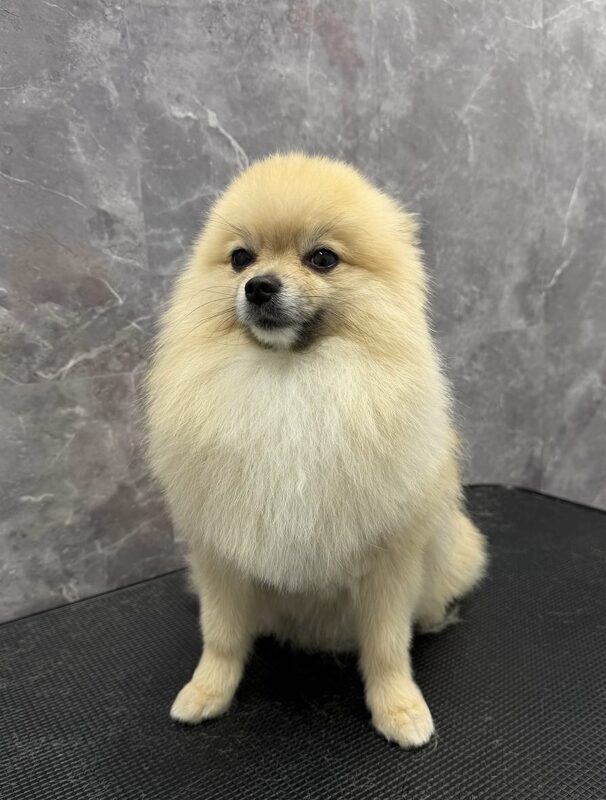 Pomeranian