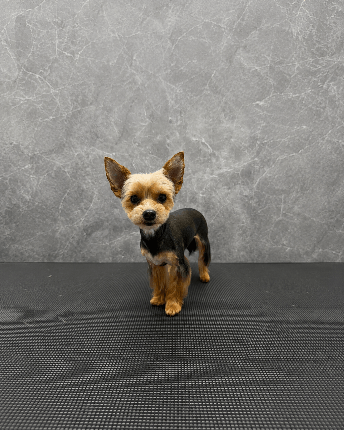 PetLuxe Salon
