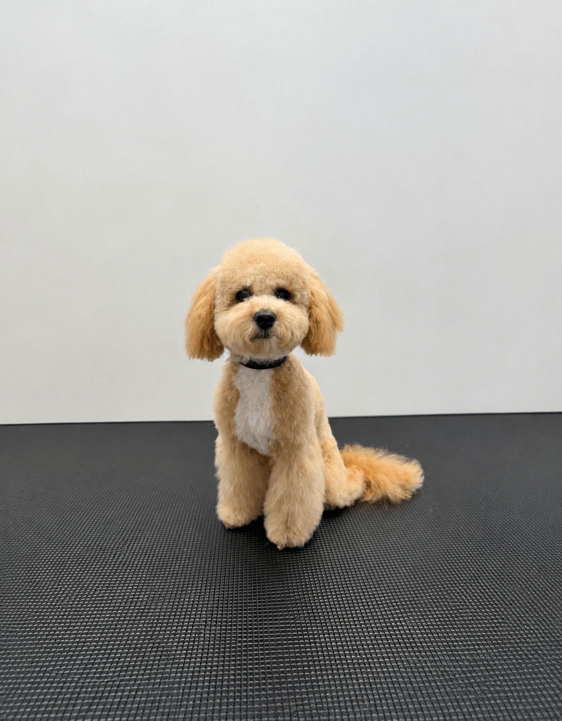 PetLuxe Salon