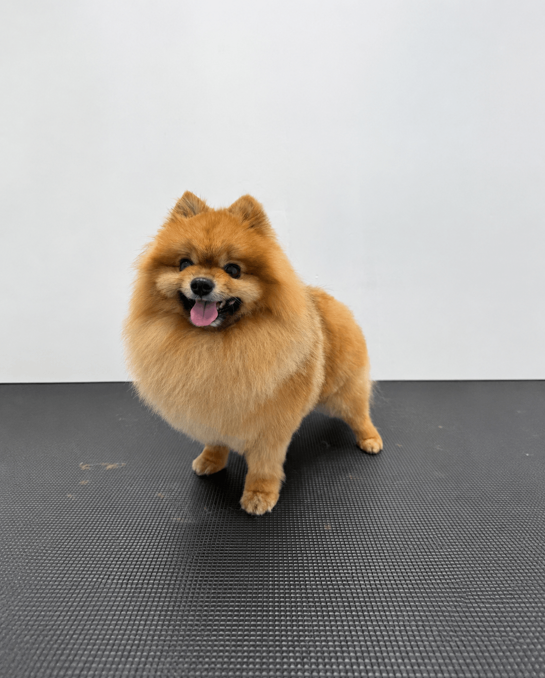 PetLuxe Salon